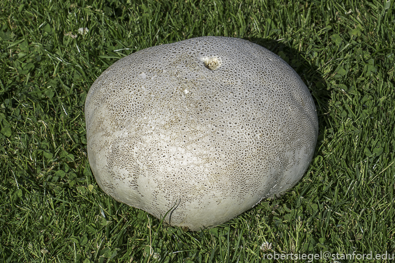 giant puffball